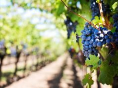 Création de site internet pour vignerons site-web-vignerons