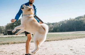 Le rôle des entreprises dans le bien-être animal et la société